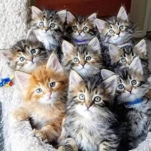 Meet your Posher, Kona